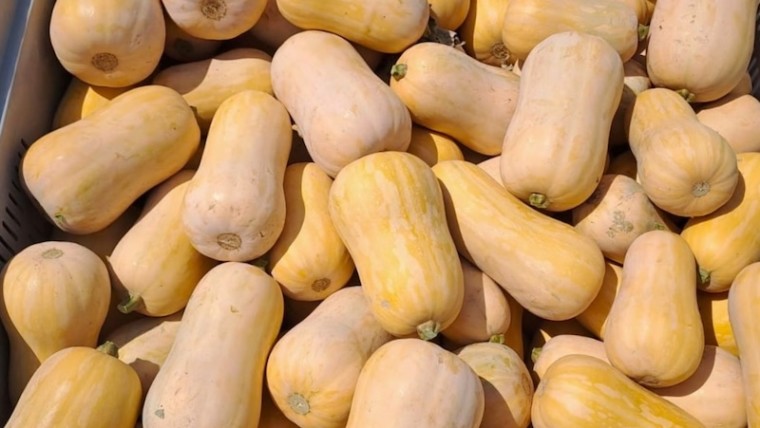 superficie calabaza