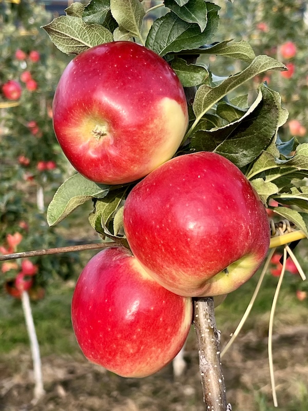 manzanas Samboa