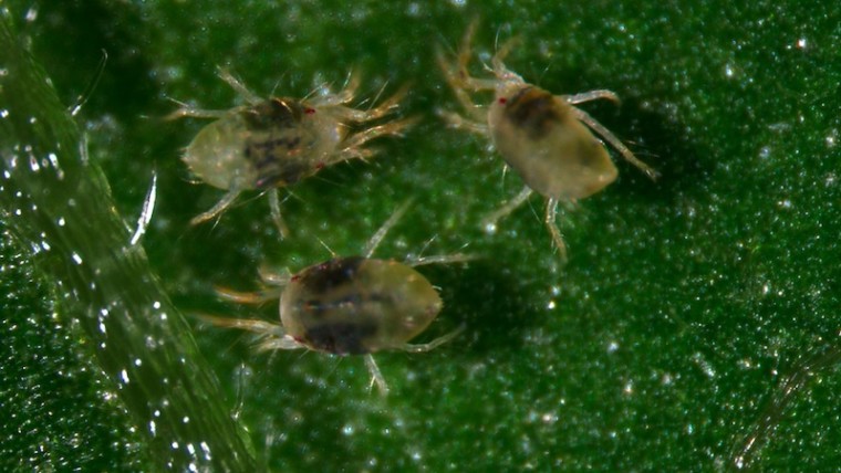 plaguicidas araña roja