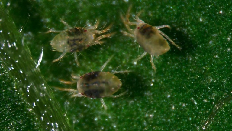 plaguicidas araña roja