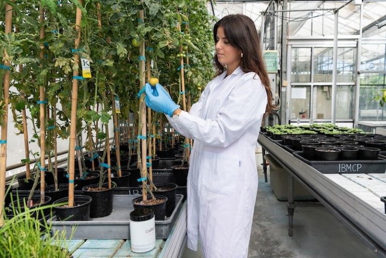 Lechugas brócolis sequía