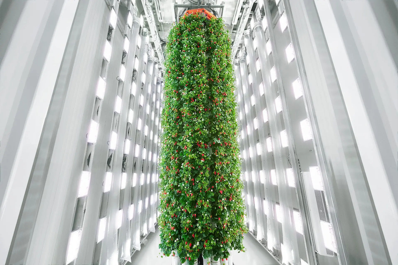 fresas vertical farming