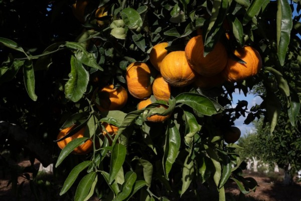 Halloweena mandarina