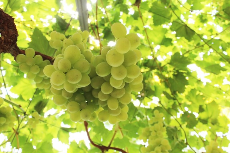 Sanifruit uva de mesa