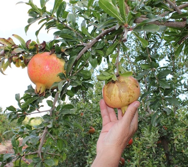 trips cosecha granada