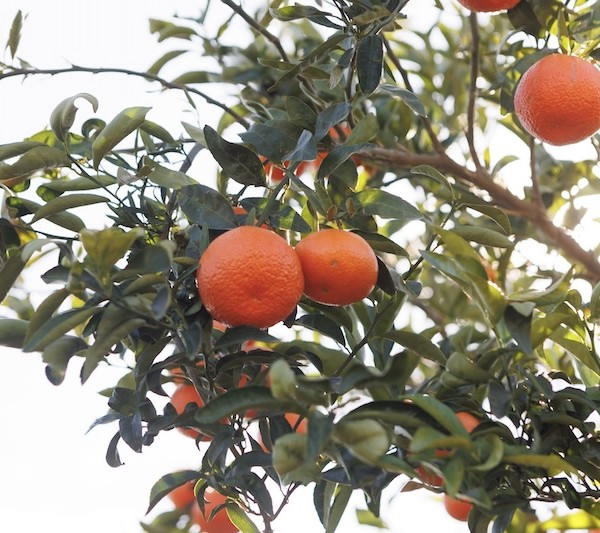 mandarina Leanri