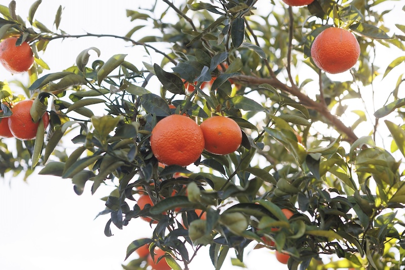 mandarina Leanri