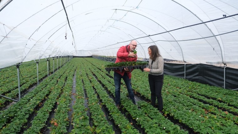 plantas de fresa