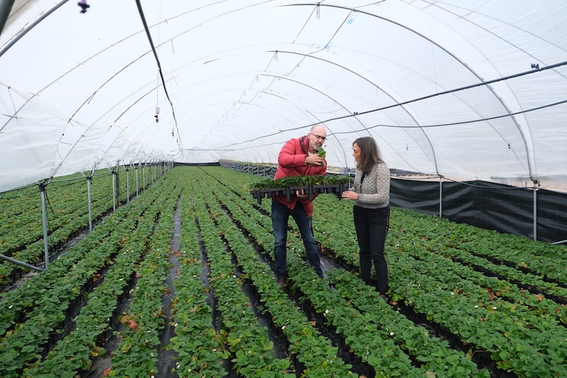 plantas de fresa