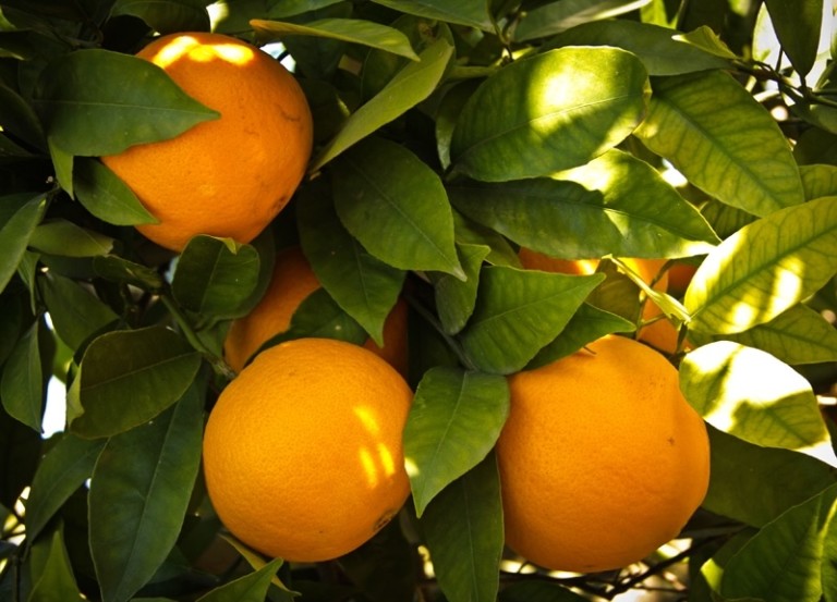 inspección cítricos Egipto