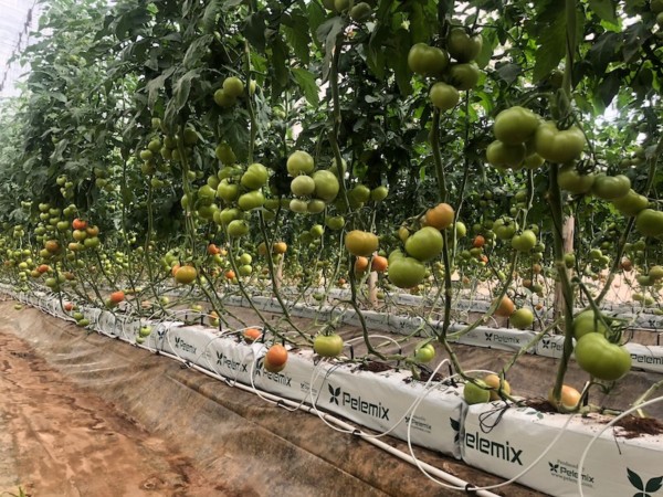 fibra de coco tomate