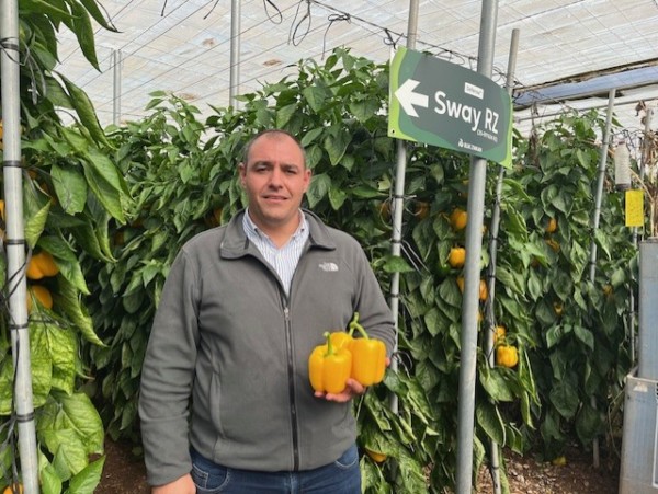 Rijk Zwaan California temprano