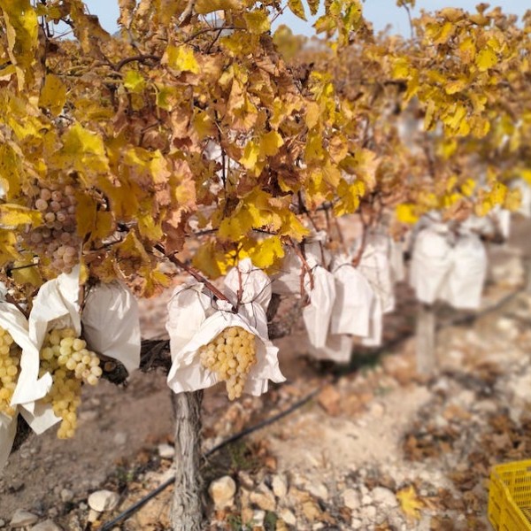 uva de mesa pesticidas