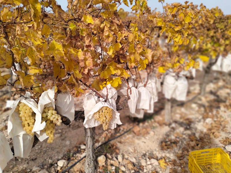 uva de mesa pesticidas