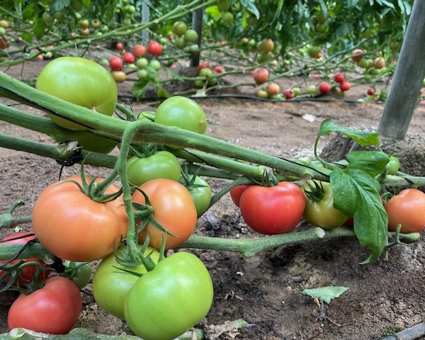 tomate rosa BASF