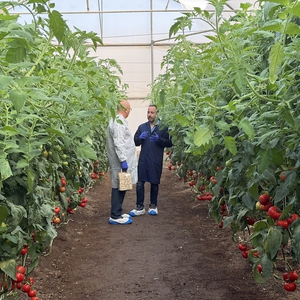 Nunhems tomato experience