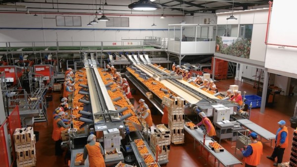 seguridad alimentos apagón