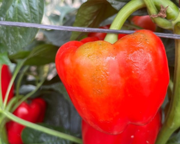 parvispinus pimiento Almería