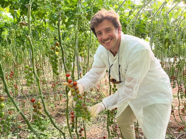 Rijk Zwaan resistencia al rugoso