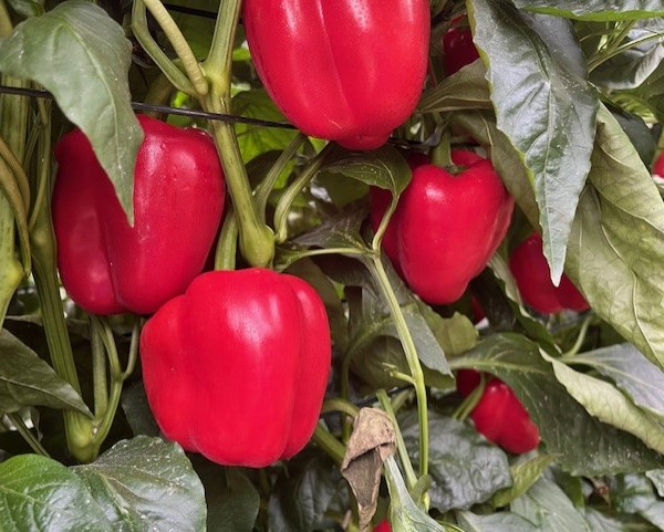 pimiento California Syngenta
