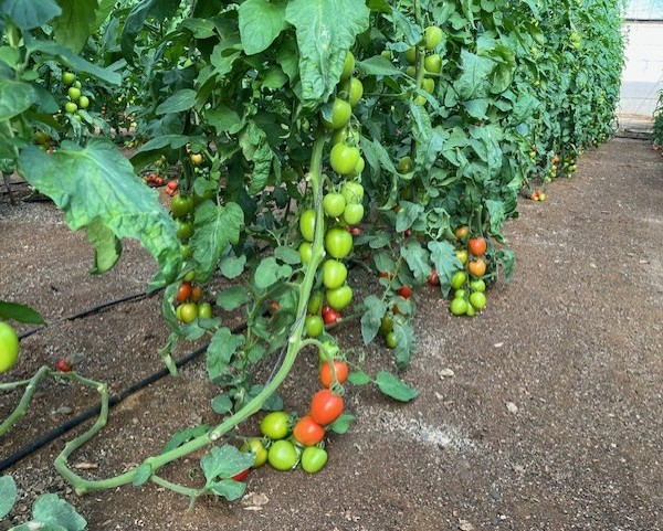 Cagpen tomate pera exportación