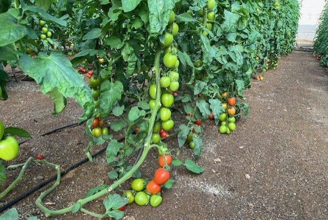 Cagpen tomate pera exportación