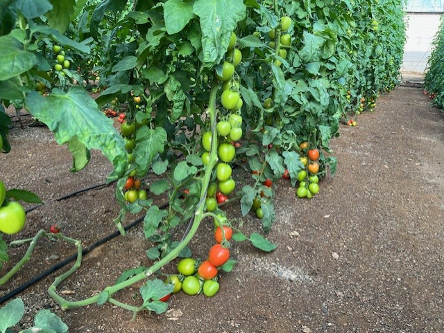 Cagpen tomate pera exportación