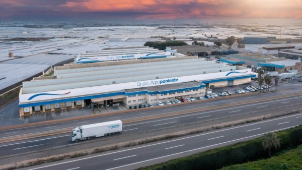 agroponiente berenjena