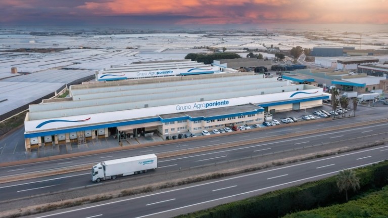 agroponiente berenjena