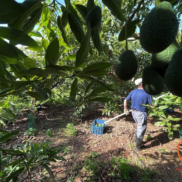 producción aguacate