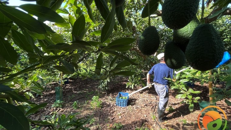 producción aguacate