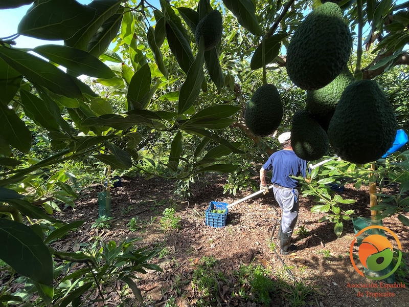 producción aguacate