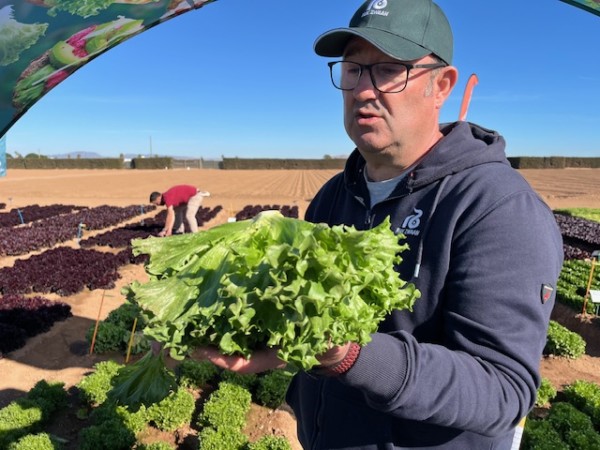 lechuga Crystal Rijk Zwaan