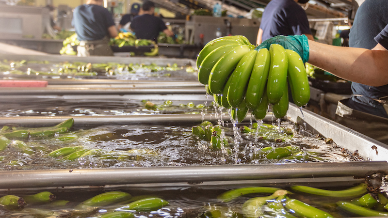 Europlátano plátano ecológico