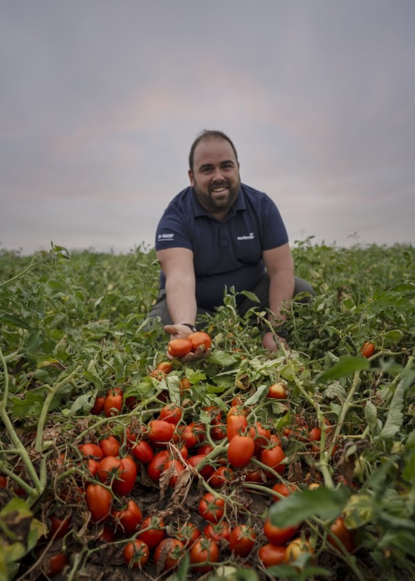 fusarium tomate industria