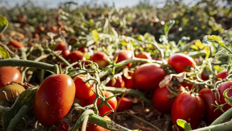 fusarium tomate industria