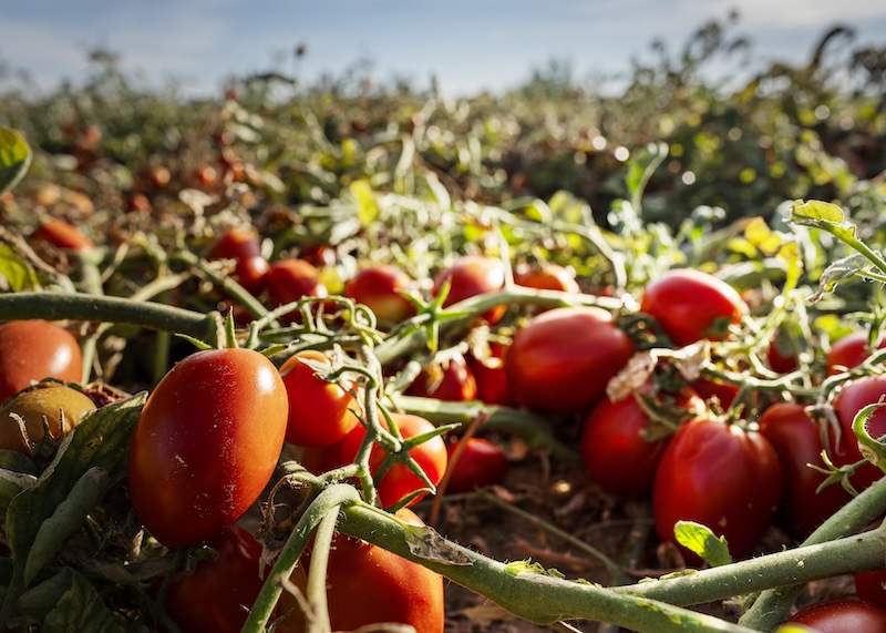 fusarium tomate industria