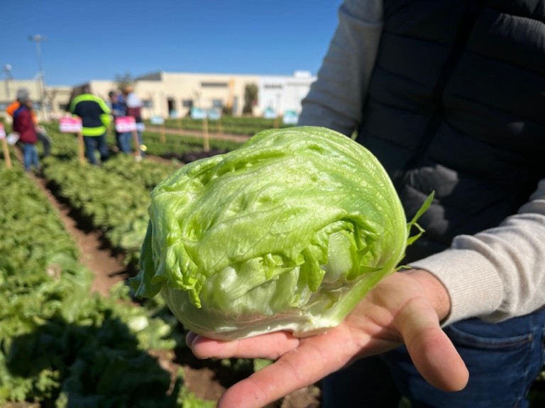 BASF Nunhems lechuga