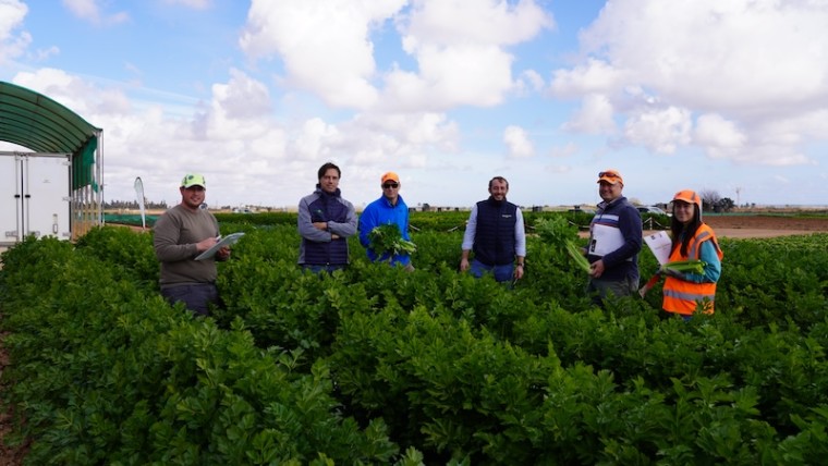 Ramiro Arnedo cultivos hoja apio