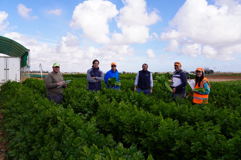 Ramiro Arnedo cultivos hoja apio