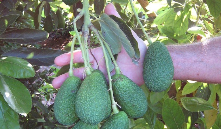 lluvias aguacate mango