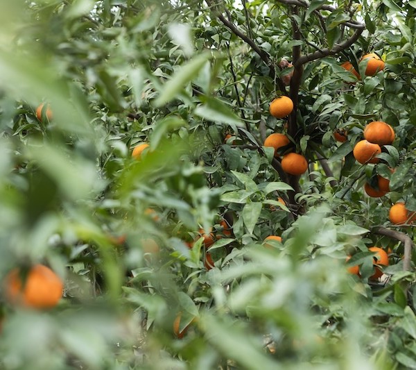 mandarina Leanri
