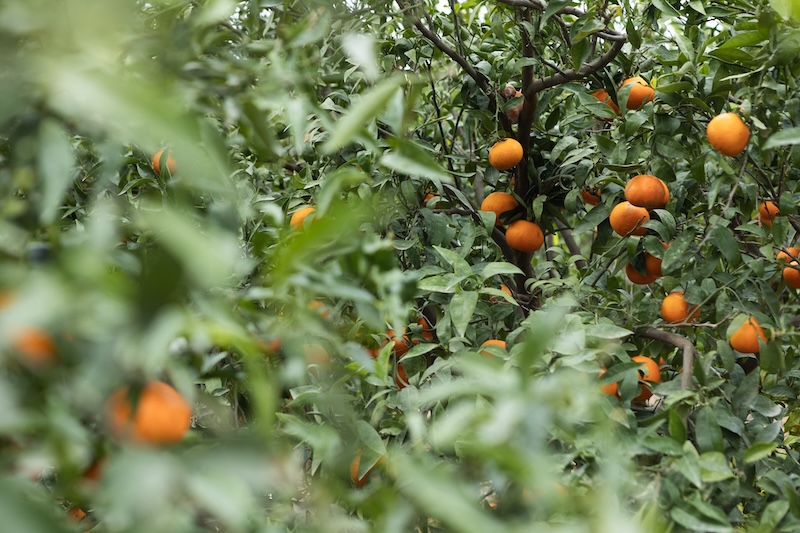 mandarina Leanri