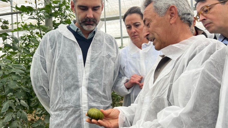 exportación tomate Almería