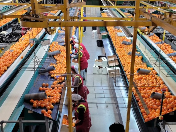 Green Fruits Anecoop