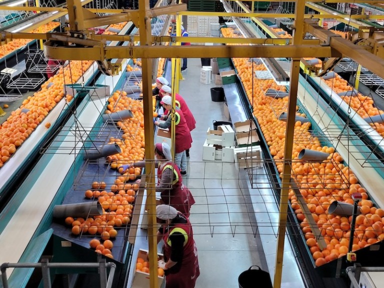 Green Fruits Anecoop