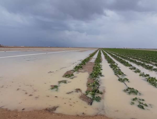 agroseguro indemnizaciones