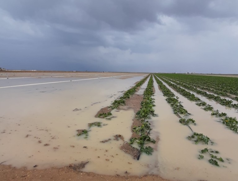agroseguro indemnizaciones