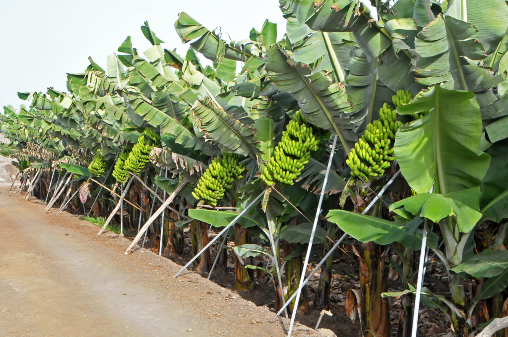 Cupalma Hermanos Fernández plátanos