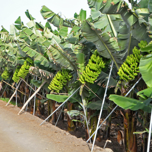 Cupalma Hermanos Fernández plátanos